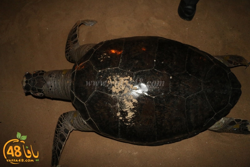 sol7aafffaha (13).JPG